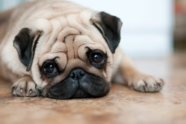Animais de estimação em condomínio: o que o regulamento pode (e não pode) proibir
